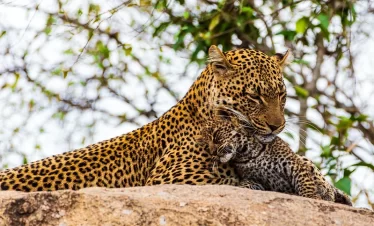 NGORONGORO CRATER DAY TRIP
