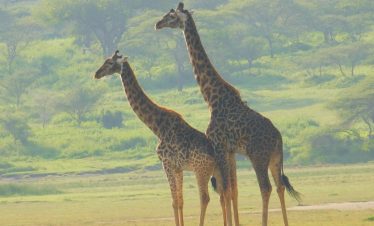 TARANGIRE NATIONAL PARK DAY TRIP
