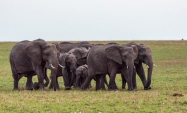 7-DAY NORTHERN CIRCUIT ADVENTURE WITH NIGHT SAFARI & COFFEE TOUR