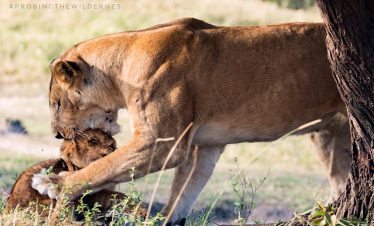 2-DAY ARUSHA NATIONAL PARK & NGORONGORO CRATER SAFARI