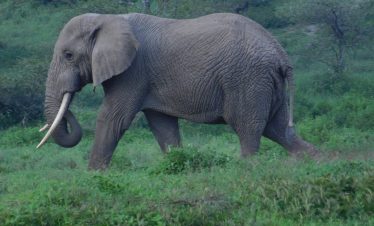 4-DAY TARANGIRE, SERENGETI & NGORONGORO SAFARI