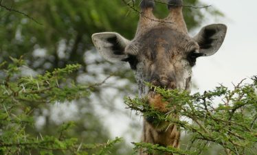 6-DAY TARANGIRE, SERENGETI (2 NIGHTS) & NGORONGORO CRATER SAFARI
