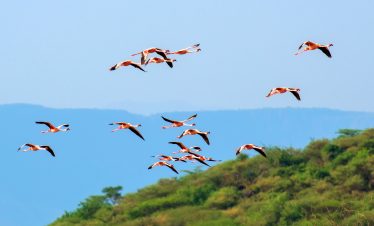 6-DAY LAKE NATRON, SERENGETI & NGORONGORO SAFARI
