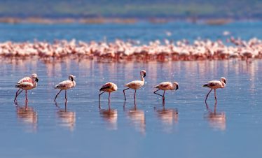 2-DAY LAKE NATRON SAFARI