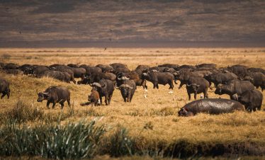 4-DAY SAFARI & ADVENTURE: ARUSHA NATIONAL PARK, MOUNT MERU & NGORONGORO