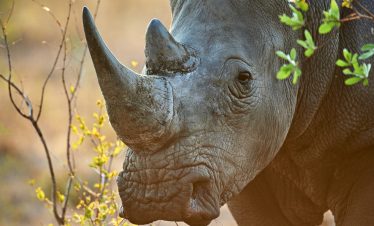 3-DAY SAFARI DISCOVERY: SERENGETI & NGORONGORO