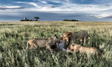 2 DAYS TARANGIRE NP & NGORONGORO CRATER SAFARI.
