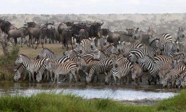 7-DAY SERENGETI FLY-IN, NGORONGORO & MTO WA MBU ADVENTURE