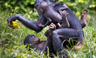 5-DAY CHIMPANZEE TREKKING IN MAHALE MOUNTAINS