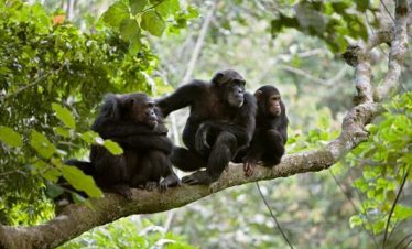 3-DAY CHIMPANZEE TREKKING ADVENTURE IN MAHALE MOUNTAINS