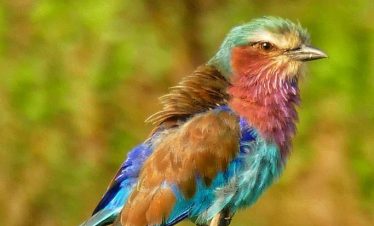 7-DAY TARANGIRE, SERENGETI, NGORONGORO & KARATU CULTURAL EXPERIENCE