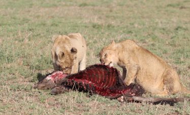 3-DAY FLY-IN SERENGETI & NGORONGORO SAFARI