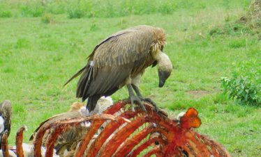 4-DAY OFF-THE-BEATEN-PATH SAFARI: TARANGIRE, SERENGETI & NGORONGORO