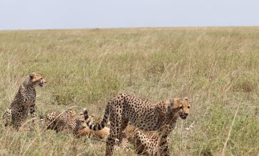 5-DAY SERENGETI FLY-IN SAFARI & NGORONGORO CRATER