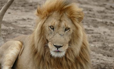 5-DAY TARANGIRE, SERENGETI & NGORONGORO SAFARI