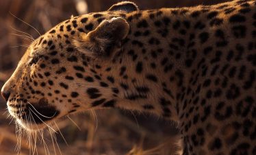 3-DAY SAFARI ADVENTURE: TARANGIRE, SERENGETI & NGORONGORO