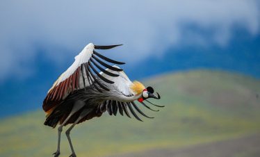 4-DAY FLY-IN SAFARI ADVENTURE