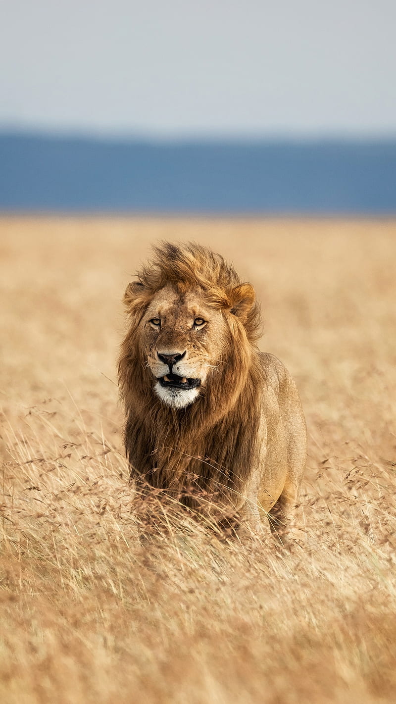 A male lion with a full mane walking through tall golden grass