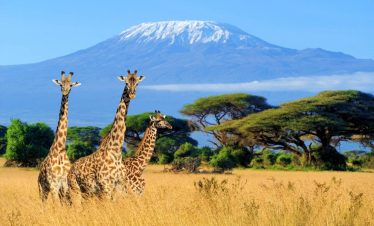 Kilimanjaro Lemosho Route 8 days Climb