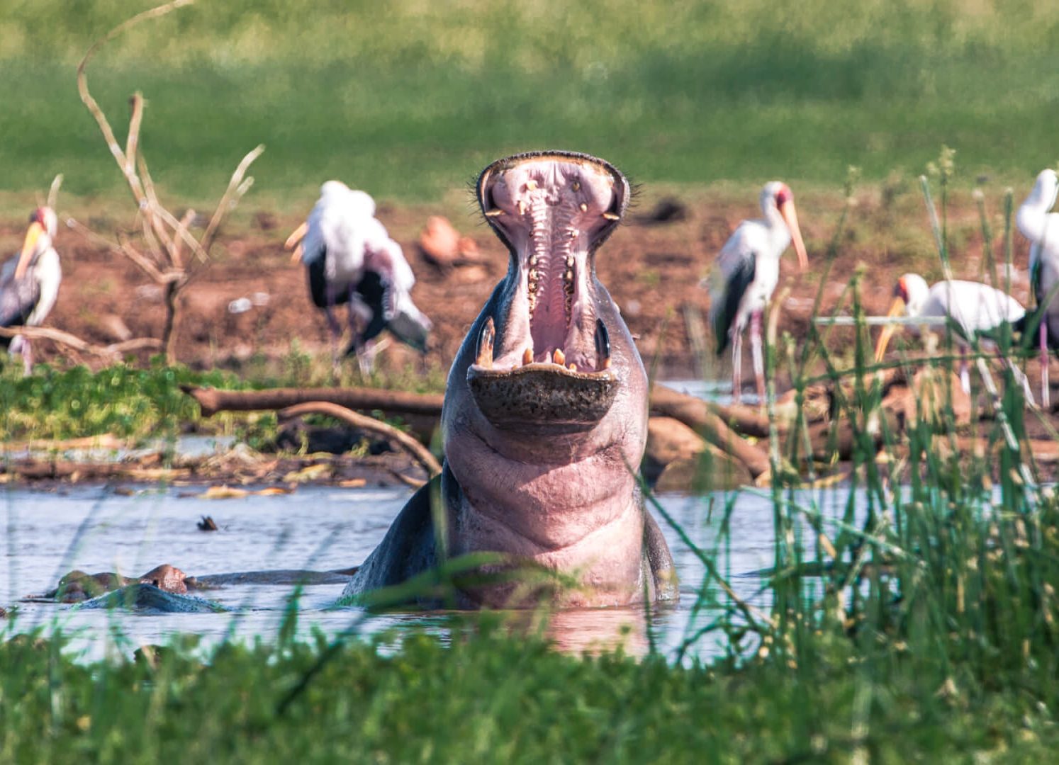 A hippo rearing out of shallow water with its mouth wide open, yellow-billed storks feeding on the bank behind it