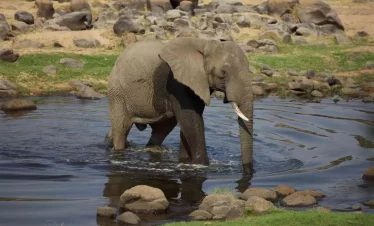 8-Day Amazing Safari Mikumi NP, Ruaha NP, Selous GR