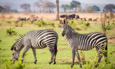 5-Day Southern Circuit Safari, Selous, Mikumi & Maasai Village