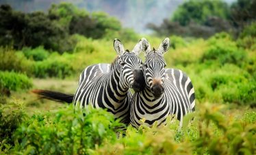 3-Day Mikumi National Park Wildlife Safari